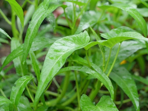 空心菜と筒菜